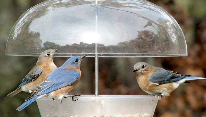 Tray Feeders - Wild Birds Unlimited | Wild Birds Unlimited