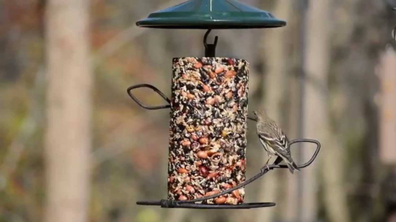 Seed Cylinders Bird Food Video - Wild Birds Unlimited | Wild Birds