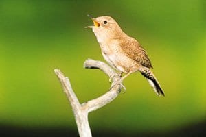 Why Do Birds Sing So Early In The Morning Wild Birds Unlimited