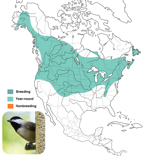 All About Chickadees and How to Attract Them - Wild Birds Unlimited ...