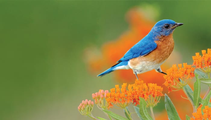 All About Bluebirds and How to Attract Them - Wild Birds Unlimited