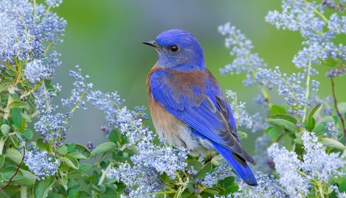 What Do Bluebirds Need From Humans? - A Rocha