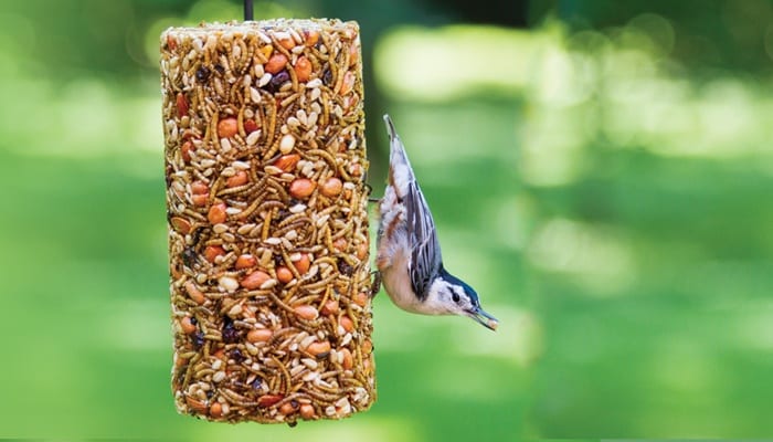Bug Nut Berry Cylinder - bird house roblox