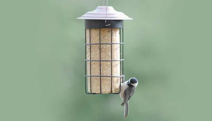 Suet Cylinders - Wild Birds Unlimited | Wild Birds Unlimited