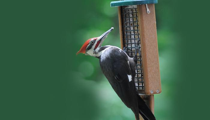Armstrong Wild Bird Food Birder's Choice Suet Blend - Esbenshades