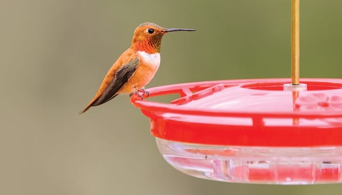 Small High Perch Hummingbird Feeder - Wild Birds Unlimited | Wild