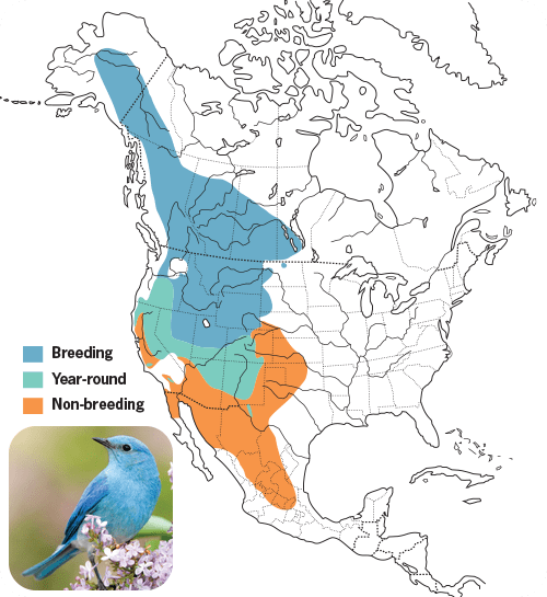 All About Bluebirds and How to Attract Them - Wild Birds Unlimited ...