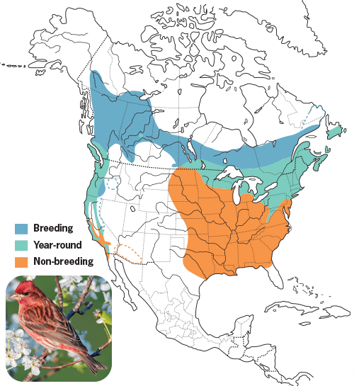 All About Finches and How to Attract Them - Wild Birds Unlimited | Wild ...