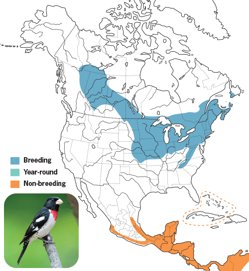 All About Grosbeaks and How to Attract Them - Wild Birds Unlimited ...