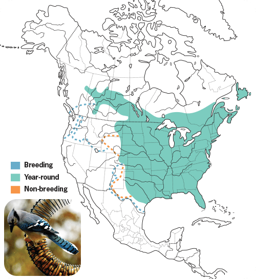 All About Jays and How to Attact Them - Wild Birds Unlimited | Wild ...