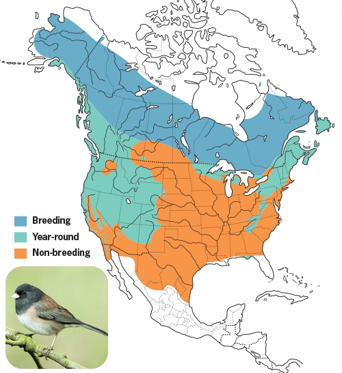 All About Juncos and How to Attract Them - Wild Birds Unlimited | Wild ...