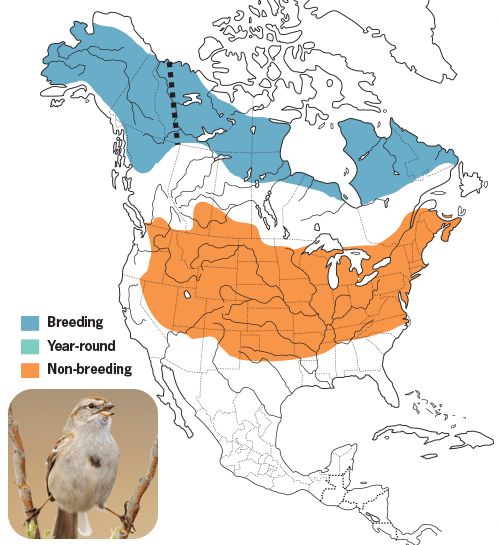 All About Sparrows and How to Attract Them - Wild Birds Unlimited ...