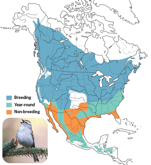 All About Sparrows and How to Attract Them - Wild Birds Unlimited ...