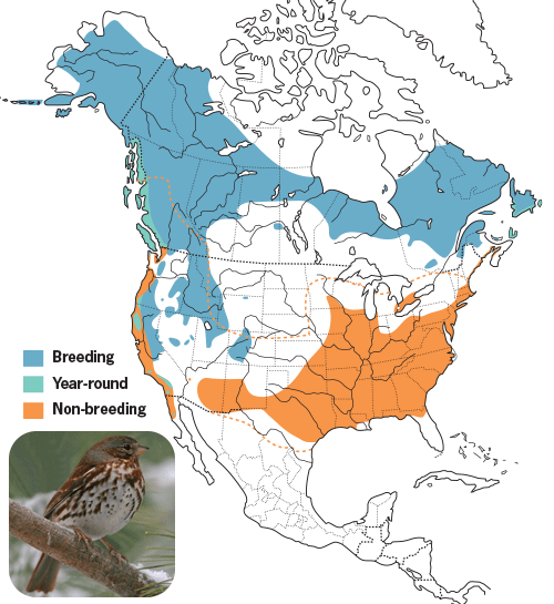 All About Sparrows and How to Attract Them - Wild Birds Unlimited ...