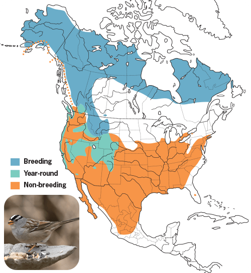 All About Sparrows and How to Attract Them - Wild Birds Unlimited ...