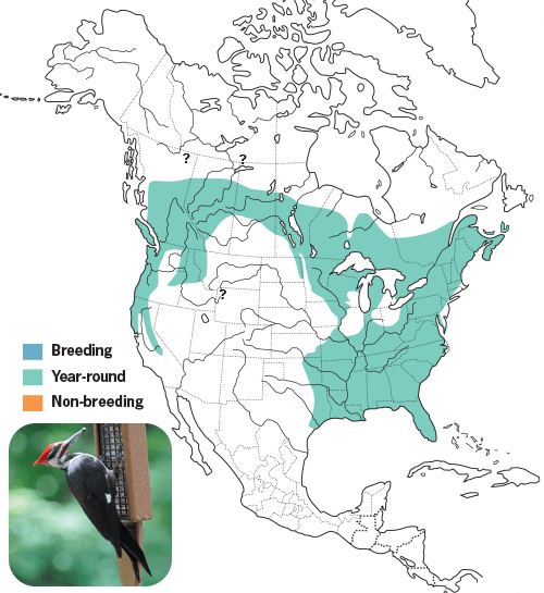 All About Woodpeckers and How to Attract Them - Wild Birds Unlimited ...