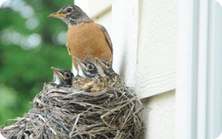 Bird Nest Situations & Solutions