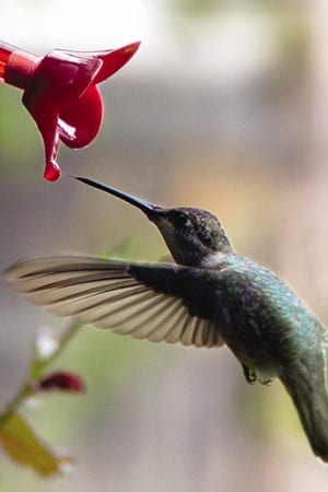 Amazing Memory - Hummingbird Migration | Wild Birds Unlimited | Wild ...