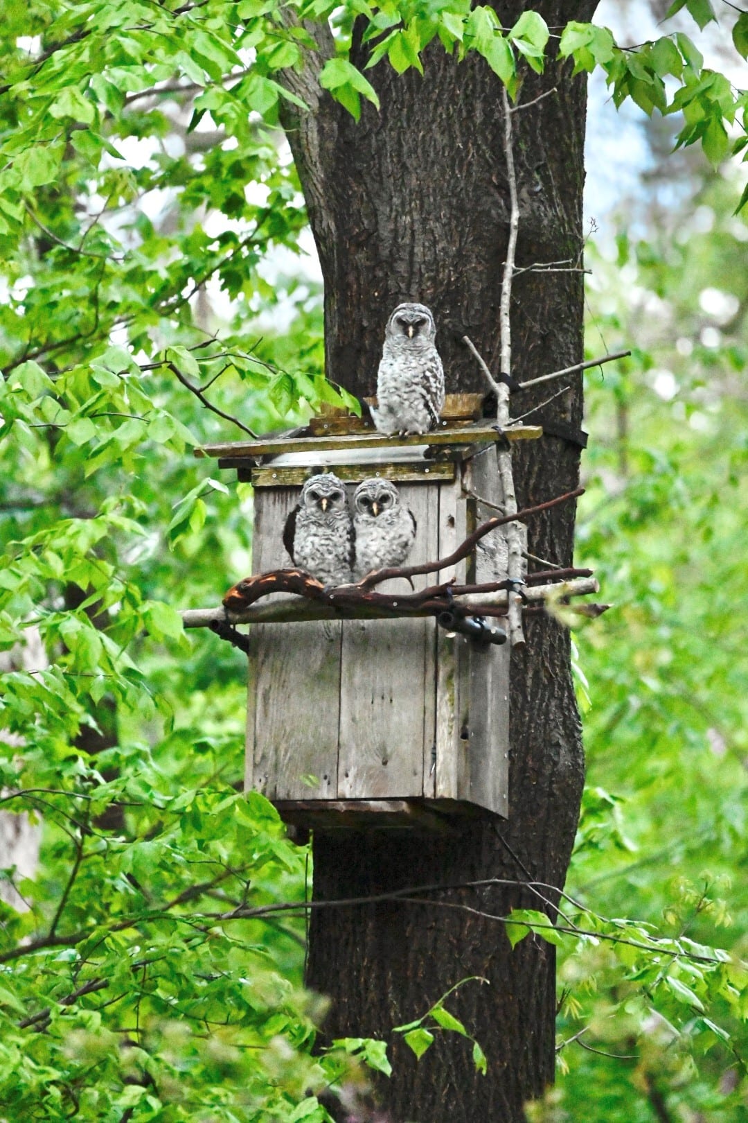 The Seventh Season of the WBU Owl Cam has Concluded - Wild Birds ...