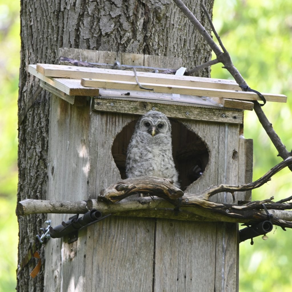 WBU Barred Owl Cam | Interior and Exterior Owl Nest Box Camera Views ...