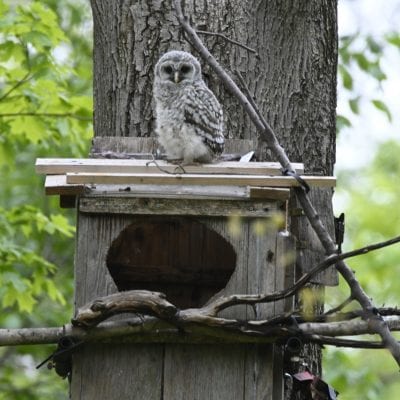 WBU Barred Owl Cam | Interior and Exterior Owl Nest Box Camera Views ...